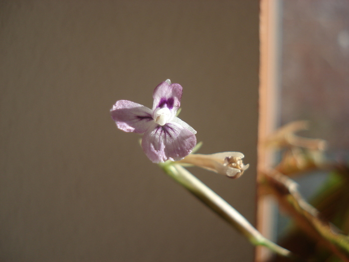 floare maranta