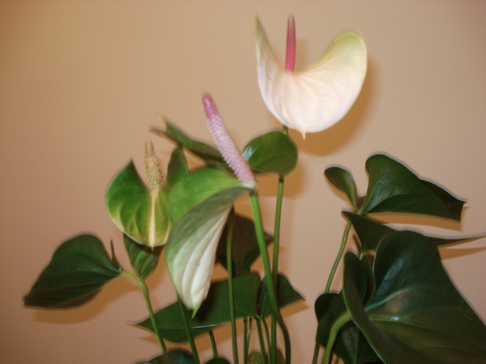 anthurium alb cu verde - florile mele