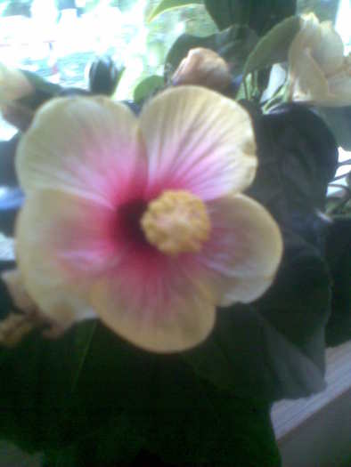 hibiscus - florile mele