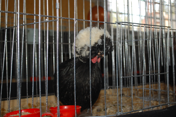 14. gaina motata olandeza neagra