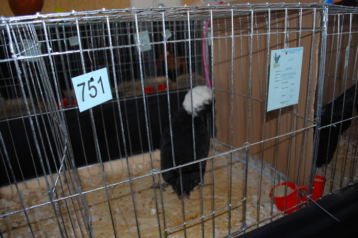 15 - Expo 2010 Breaza - Nationala