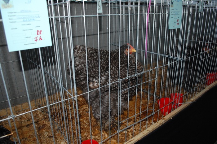 36 cochin barat urias - Expo 2010 Breaza - Nationala