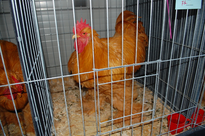 37 cochinchina galben