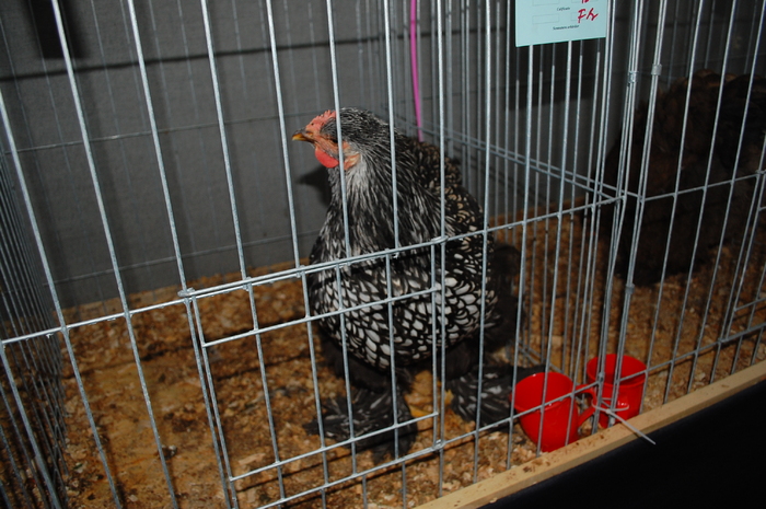 39 - Expo 2010 Breaza - Nationala