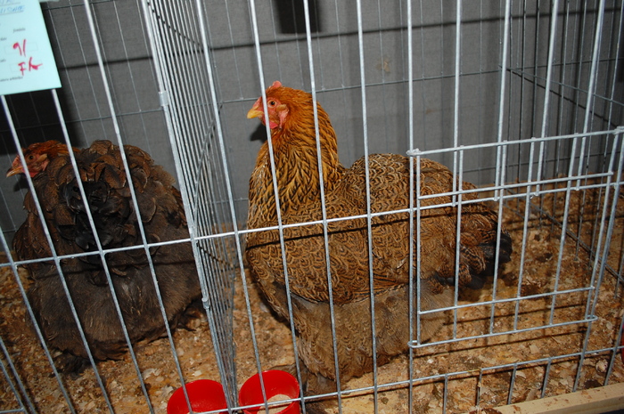 40 - Expo 2010 Breaza - Nationala