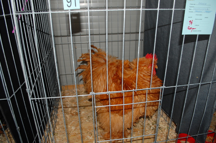 41 - Expo 2010 Breaza - Nationala