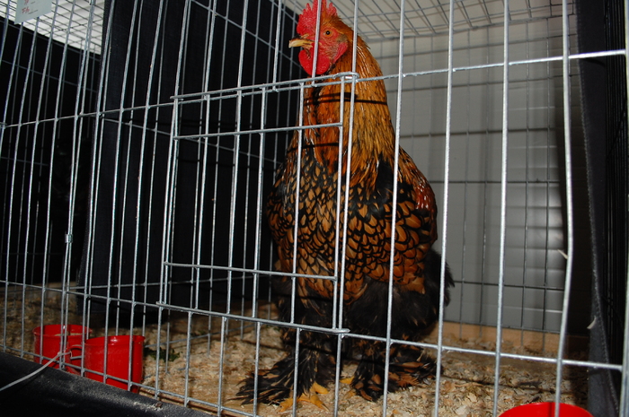 42 - Expo 2010 Breaza - Nationala