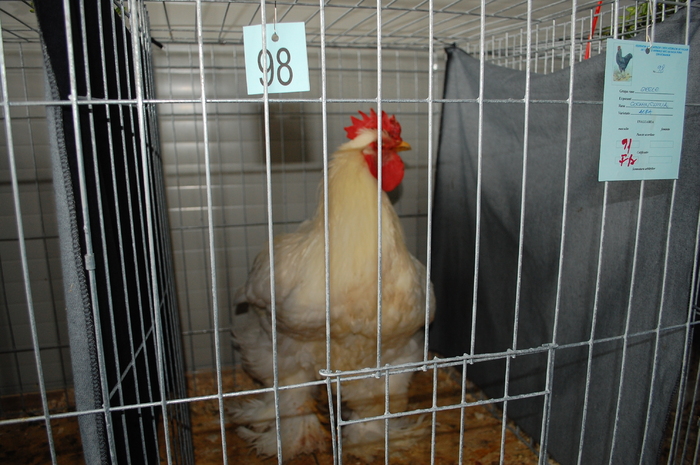 43 - Expo 2010 Breaza - Nationala