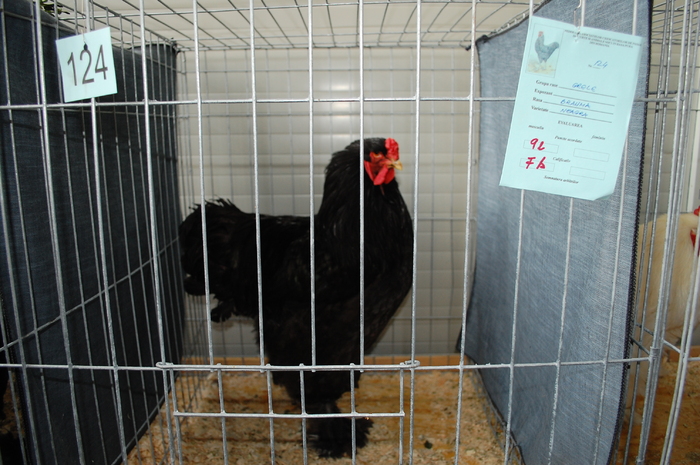 45 brahma negru - Expo 2010 Breaza - Nationala