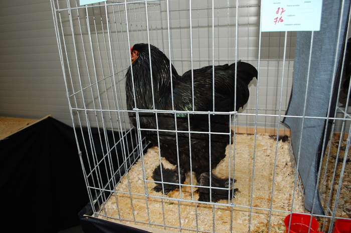 46 gaina brahma negru