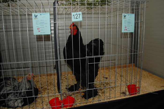 47 - Expo 2010 Breaza - Nationala