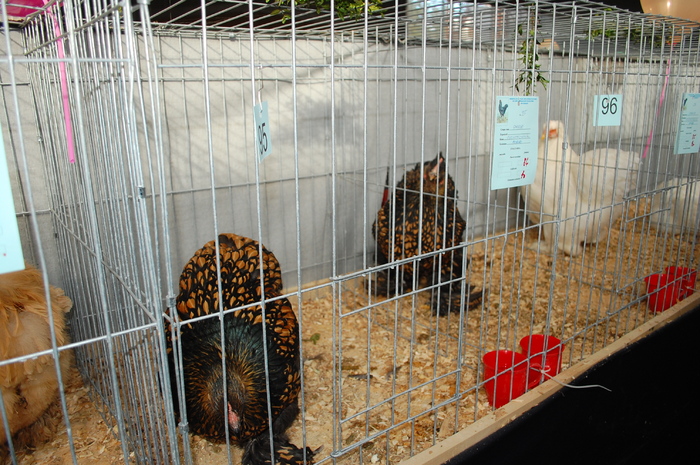 51 - Expo 2010 Breaza - Nationala