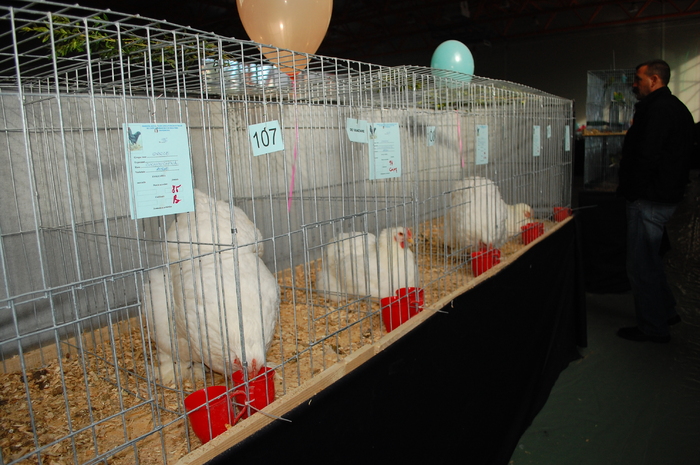 52 - Expo 2010 Breaza - Nationala