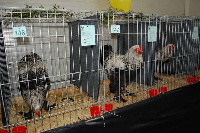 53 b herminat inchis - Expo 2010 Breaza - Nationala