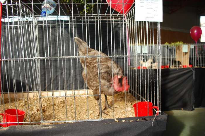 54 gat golas de transilvania - Expo 2010 Breaza - Nationala