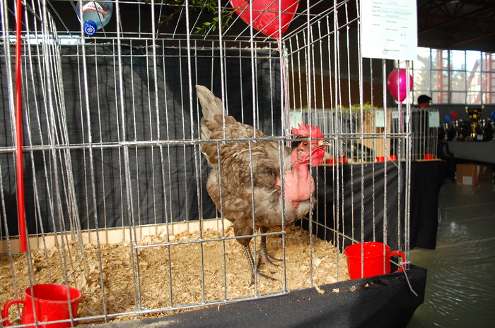 56 - Expo 2010 Breaza - Nationala