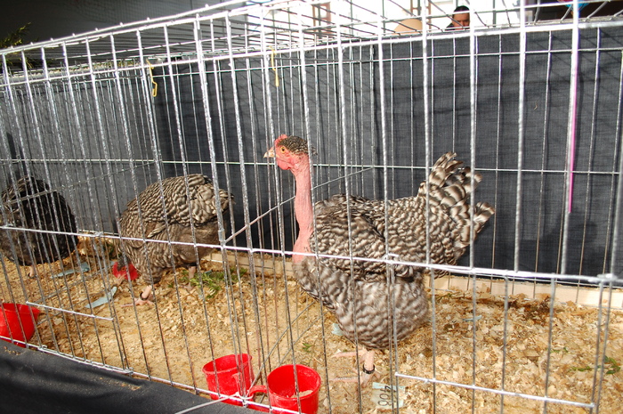 58 - Expo 2010 Breaza - Nationala