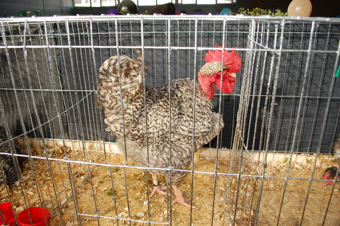 59 - Expo 2010 Breaza - Nationala