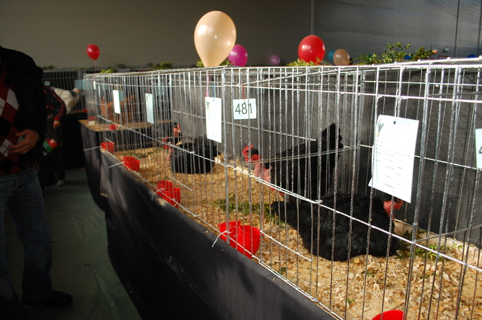 62 - Expo 2010 Breaza - Nationala