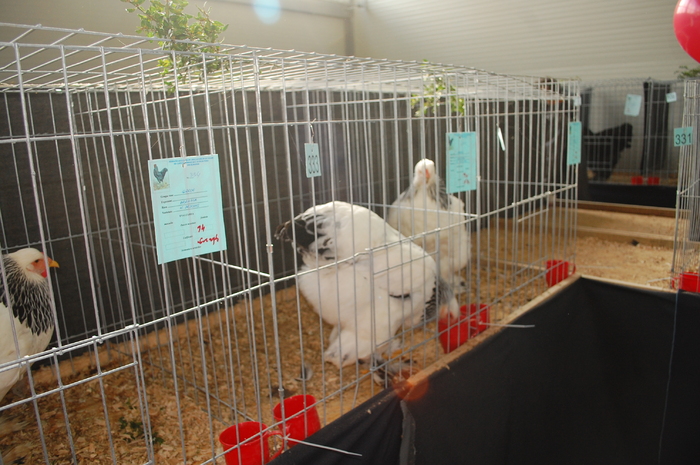 DSC_9733 - Expo 2010 Breaza - Nationala