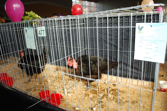 DSC_9736 - Expo 2010 Breaza - Nationala