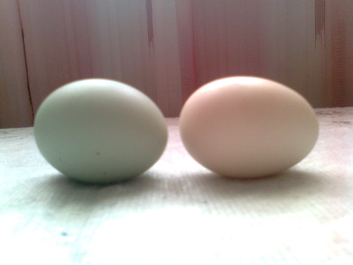diferenta dintre un ou de araucana si unu de brahma - araucana