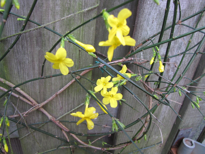 Jasminum Nudiflorum 28 noi 2010 (2) - iasomie