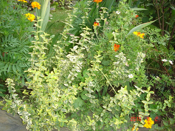 DSC09097