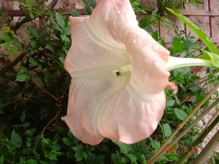 DSC09130