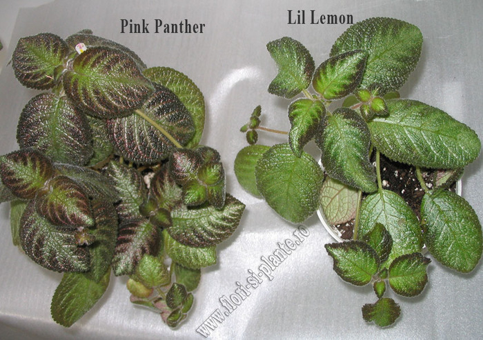 Episcia Pink Panther si Lil Lemon; Episcia Pink Panther si Lil Lemon
