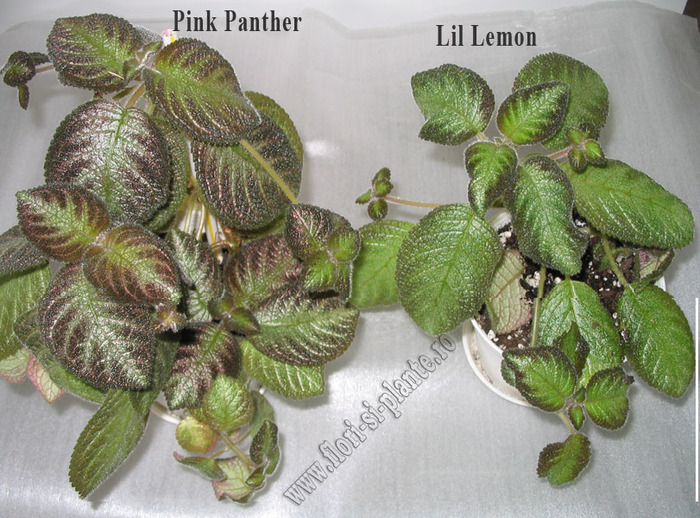 Episcia Pink Panther si Lil Lemon; Episcia Pink Panther si Lil Lemon
