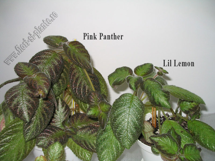Episcia Pink Panther si Lil Lemon; Episcia Pink Panther si Lil Lemon
