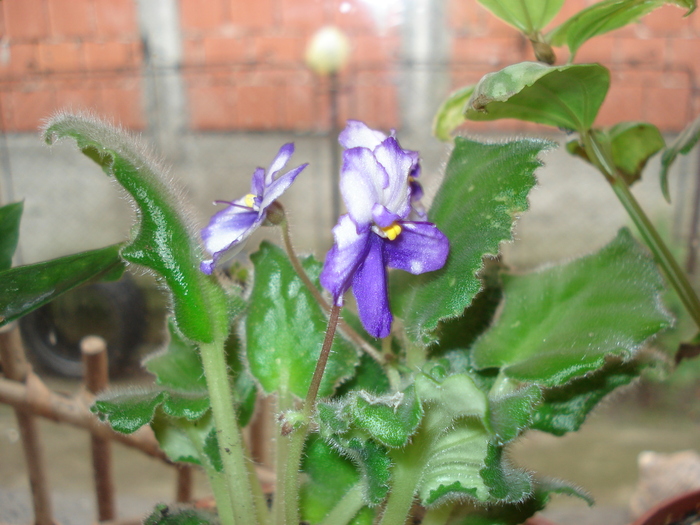 violeta - florile mele