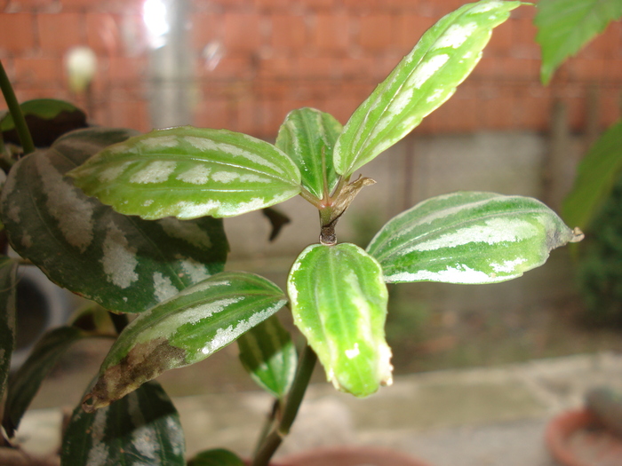 pilea
