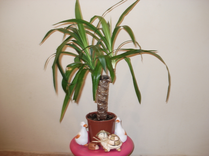 yucca