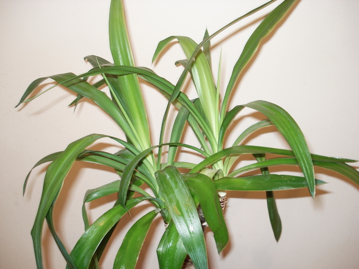 yucca