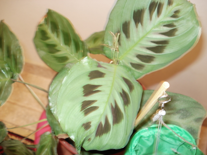 maranta 2