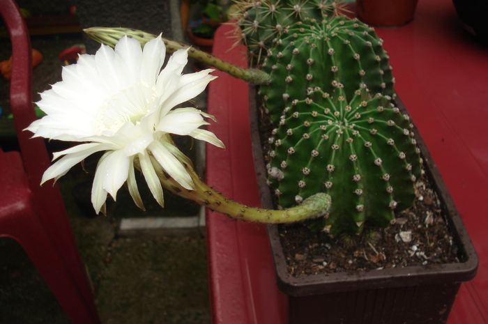 DSC02641 - cactusi si suculente