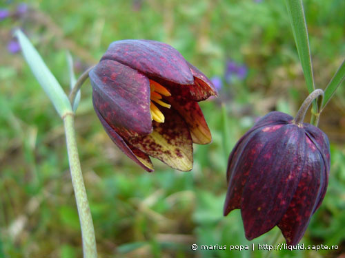 lalea pestrita - marius popa