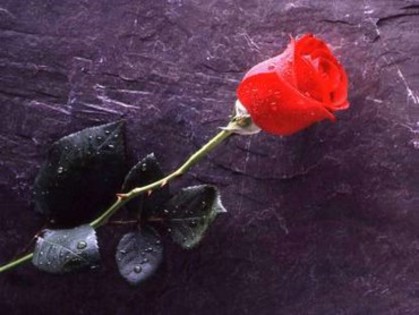 a4332_trandafiri06 - flori