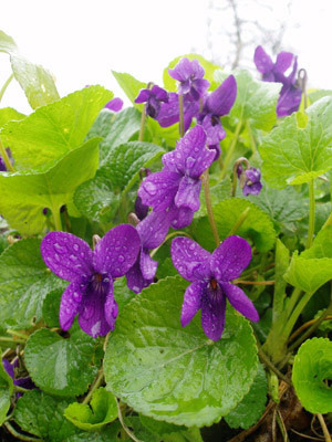 toporasi,%20Viola_odorata - flori