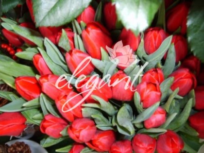 507_45acd2d494b2a - flori