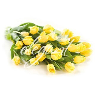 799_47e3bea153099 - flori