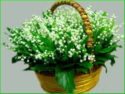 file_374_m - flori