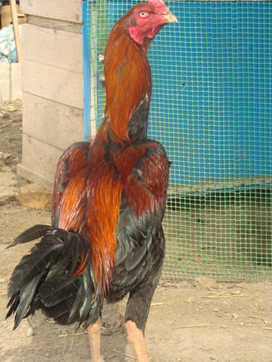 comba,indi