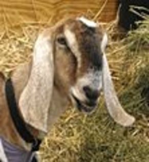 111px-RAS_Nubian_goat