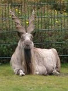 120px-Markhor