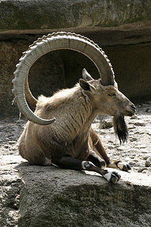 220px-Capra_ibex_ibex_%E2%80%93_03