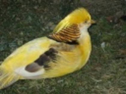 gelbgoldfasan