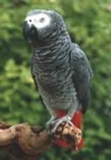 JAKO